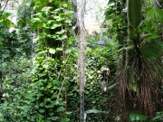 206 - Rainforest